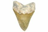 Serrated, Fossil Megalodon Tooth - North Carolina #371534-2